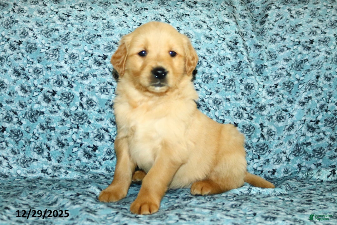 Golden Retriever dogs for sale: Hudson - Ad 1
