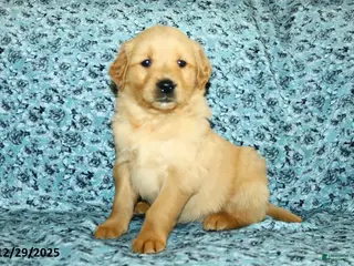 Golden Retriever dogs Hudson - Ad 40