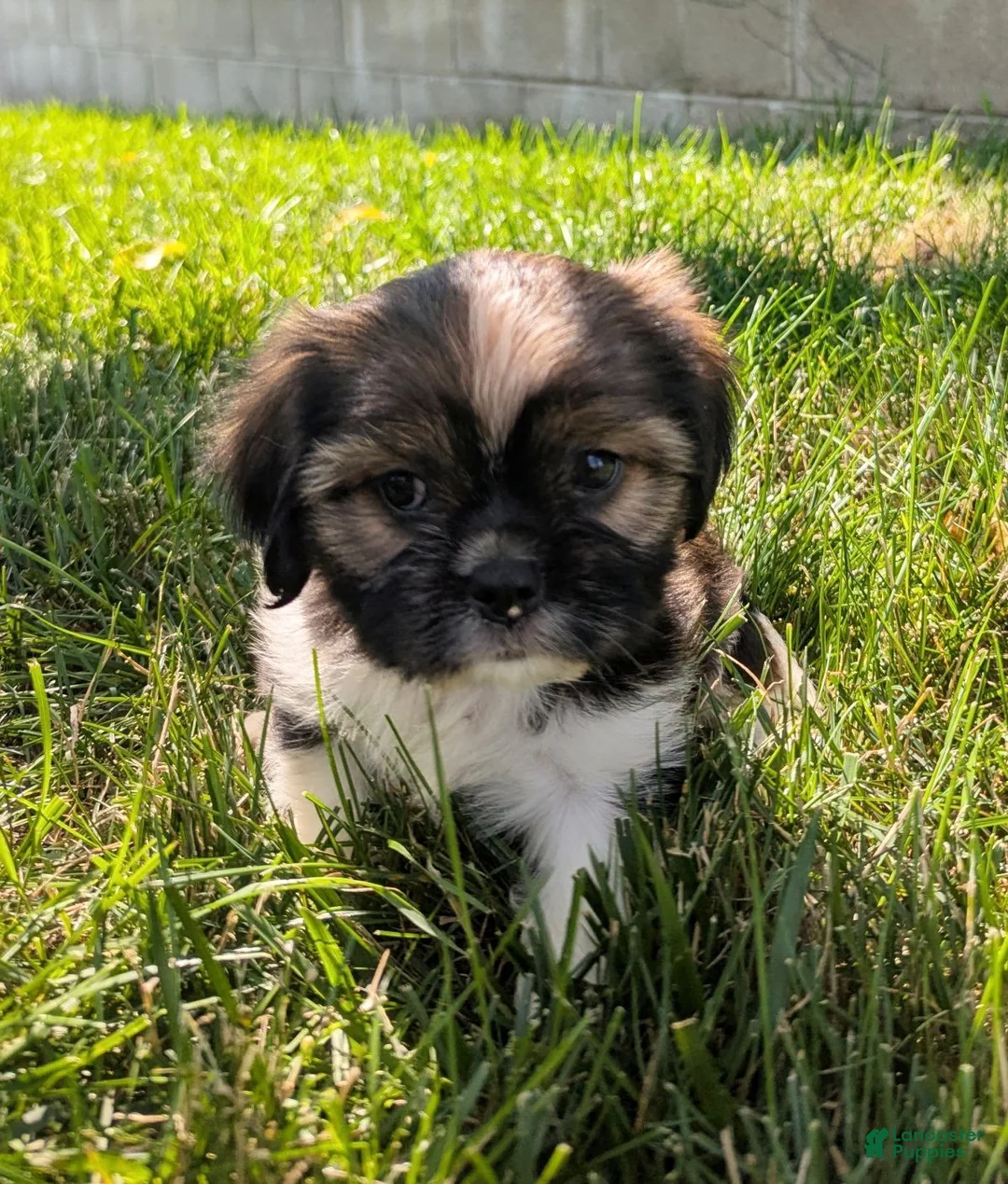 Mixed Breed dogs for sale: Sonya - Ad 2