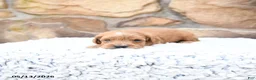 Cavapoo dogs for sale: Forest - Ad 10