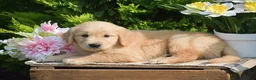 Golden Retriever dogs for sale: Ryder - Ad 3