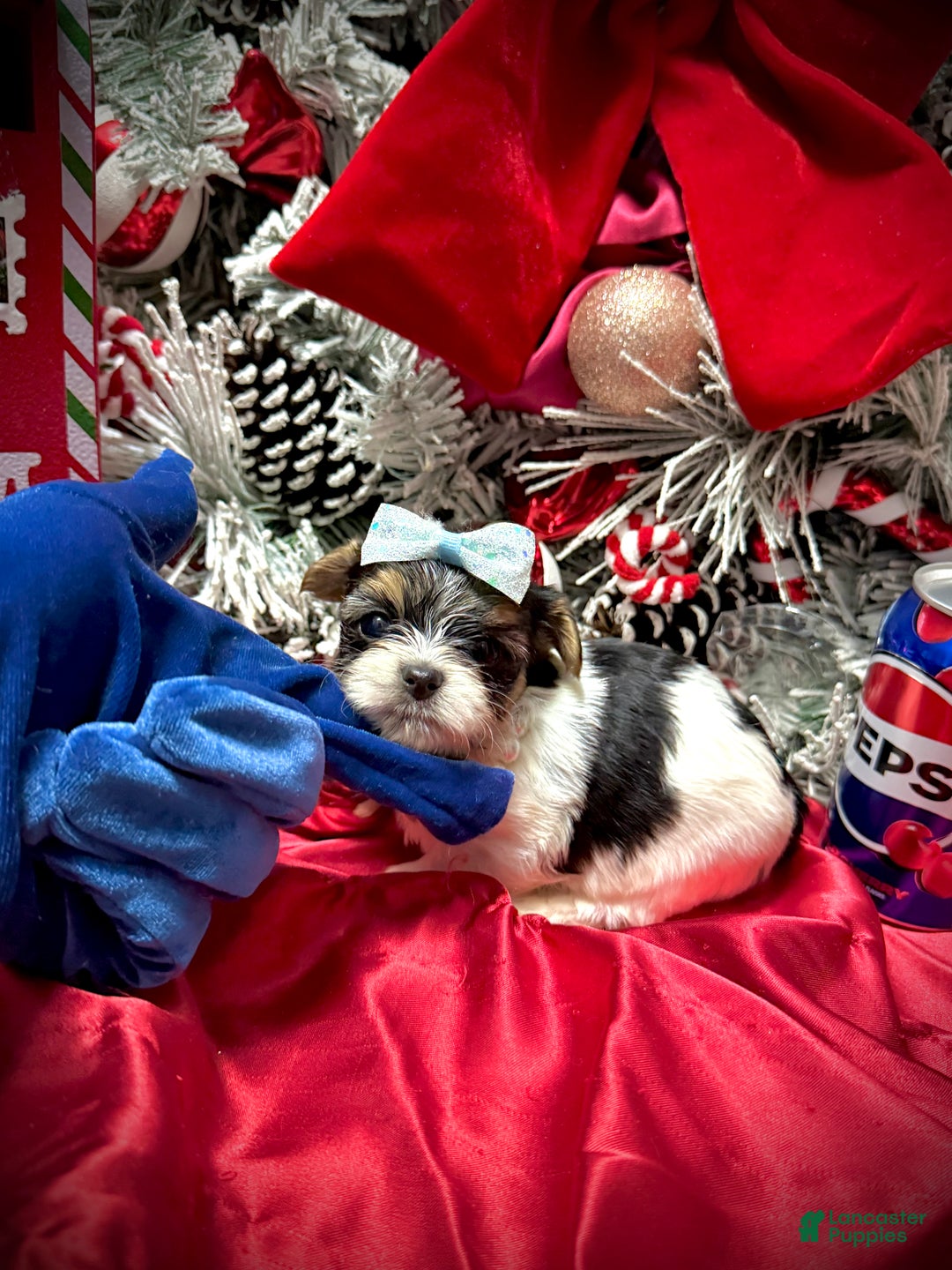 Yorkshire Terrier dogs for sale: Wakko  - Ad 14