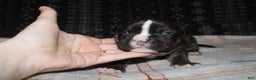 American Bully dogs for sale: Spunk - Ad 6