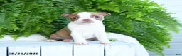 Boston Terrier dogs for sale: Frisky - Ad 3