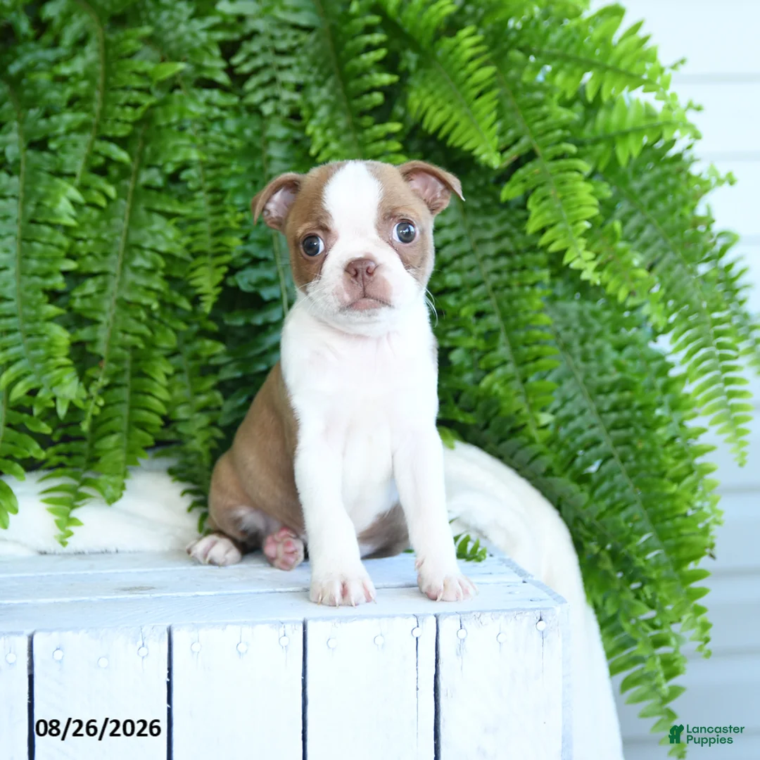 Boston Terrier dogs for sale: Frisky - Ad 3
