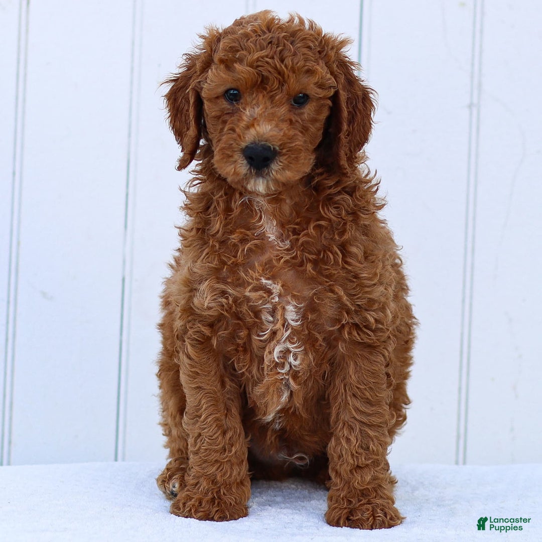 Standard Poodle dogs for sale: Ronnie - Ad 13