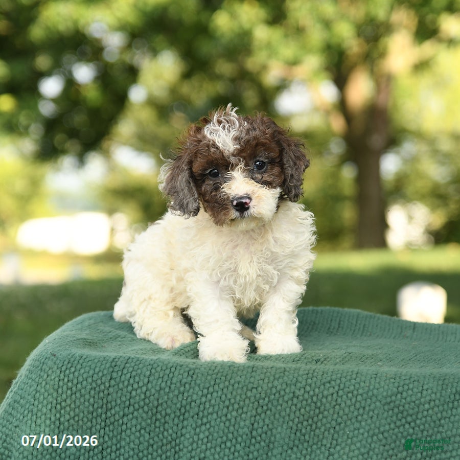 Miniature Poodle dogs Candy - Ad 1