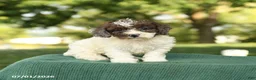 Miniature Poodle dogs for sale: Candy - Ad 1