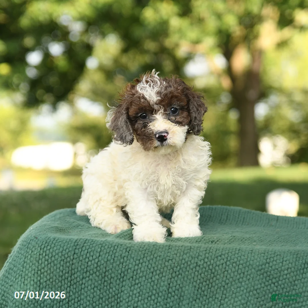 Miniature Poodle dogs for sale: Candy - Ad 1