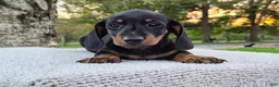 Miniature Dachshund dogs for sale: Peanut  - Ad 3