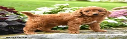 Miniature Labradoodle dogs for sale: Peggy - Ad 1