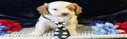 Cavapoo dogs for sale: Barley - Ad 7