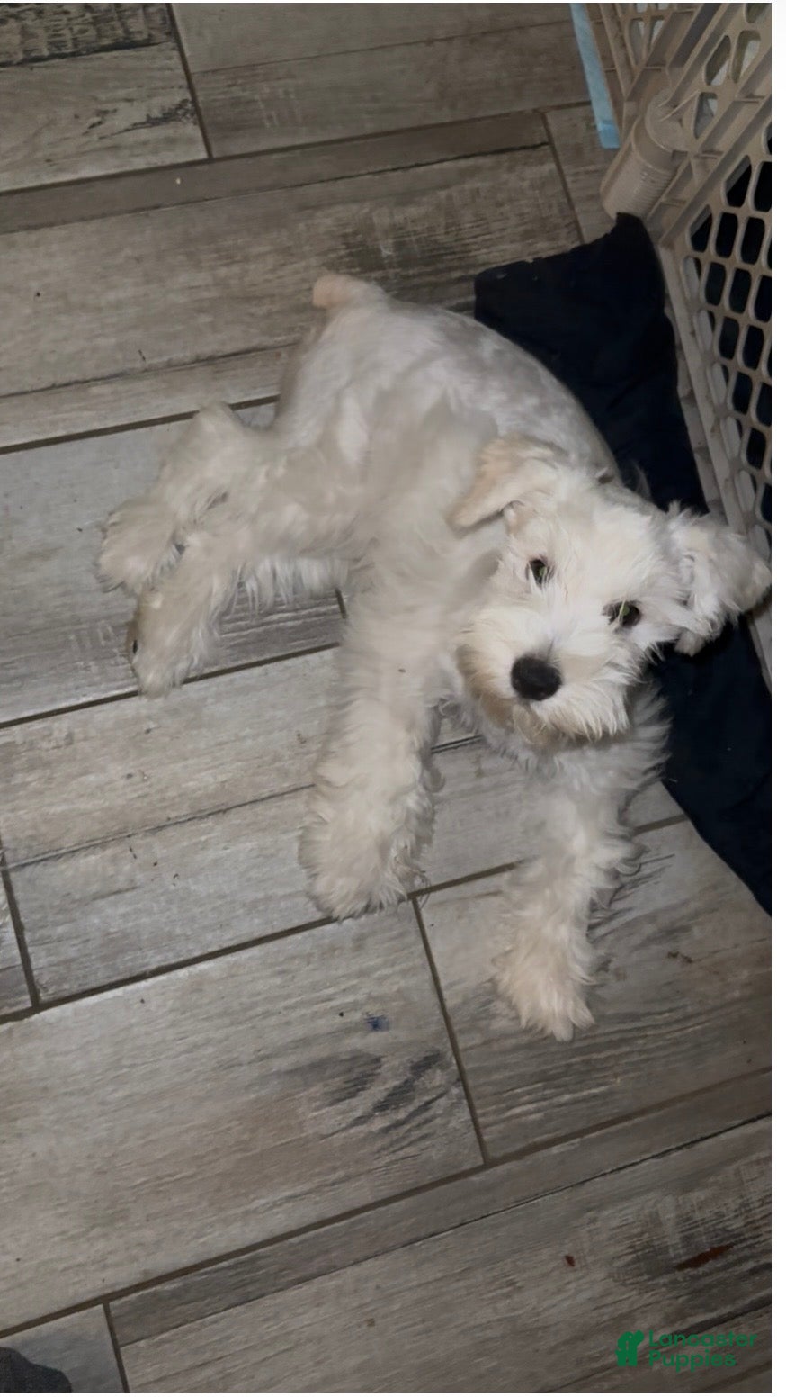 Miniature Schnauzer dogs Frosty - Ad 33