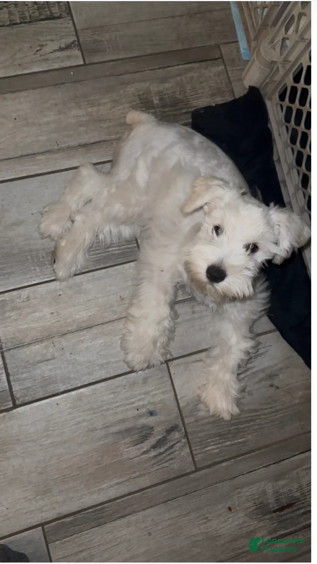 Miniature Schnauzer dogs for sale: Frosty - Ad 1
