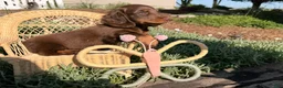 Dachshund dogs for sale: Big boy  - Ad 4