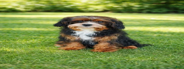 Rex