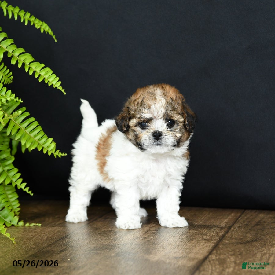 Mixed Breed dogs Minnie - Ad 1