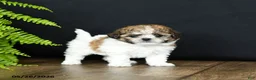 Mixed Breed dogs for sale: Minnie - Ad 1