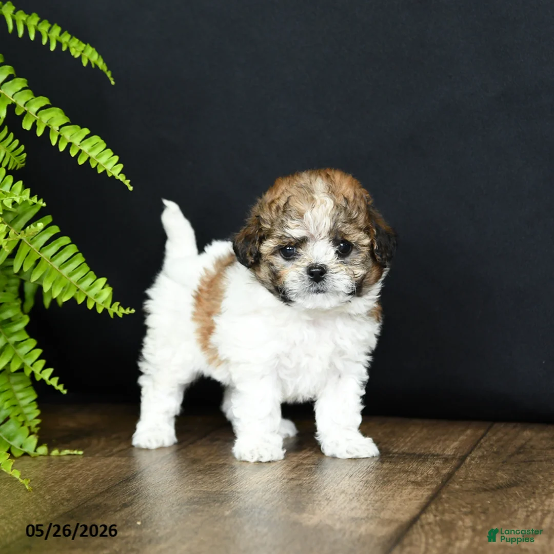 Mixed Breed dogs for sale: Minnie - Ad 1