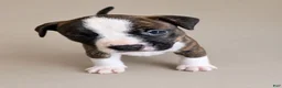 American Pit Bull Terrier dogs for sale: American Pit Bull Terrier 2 - Ad 3