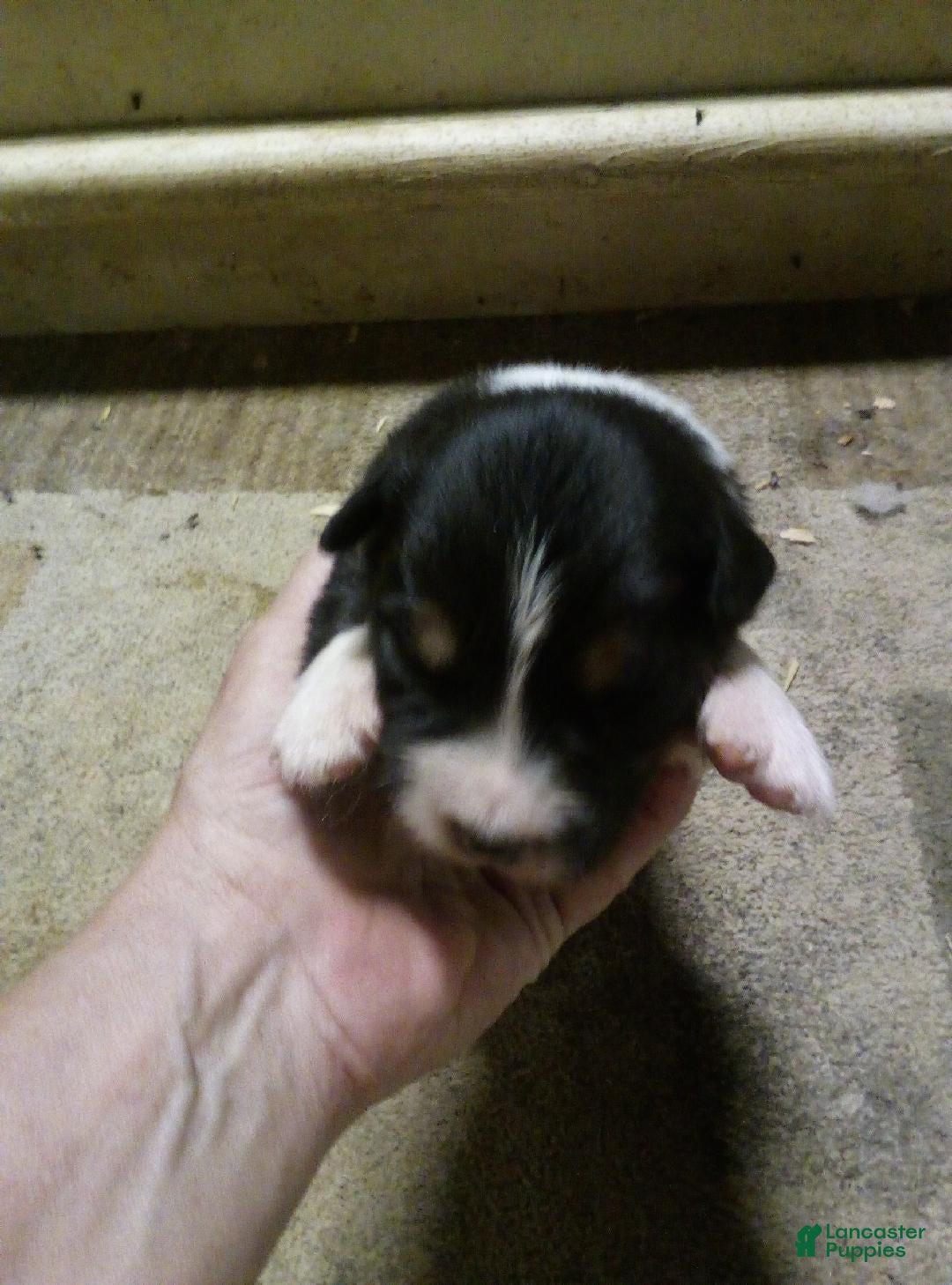 Australian Shepherd dogs max - Ad 18
