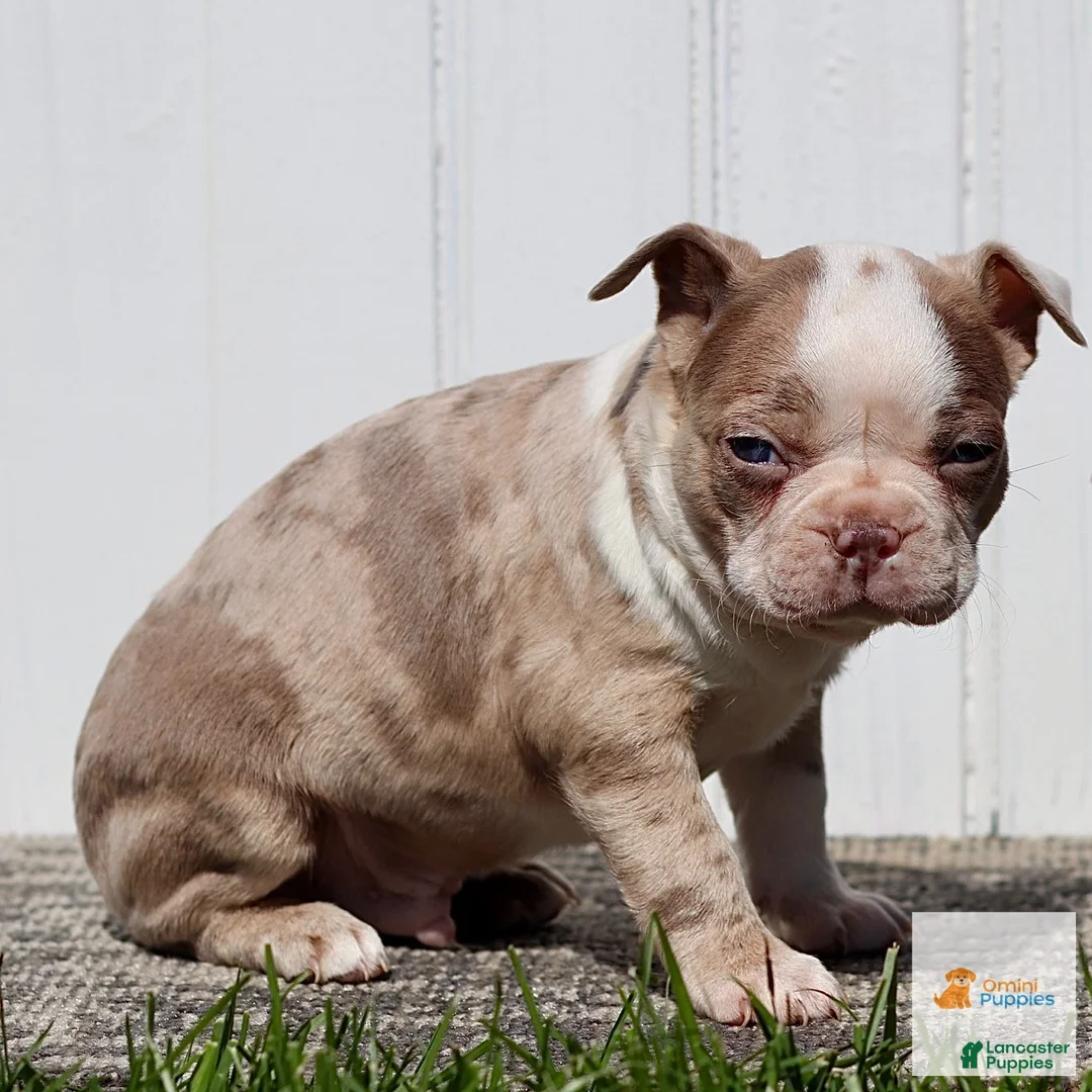 Boston Terrier dogs for sale: Merle - Ad 3