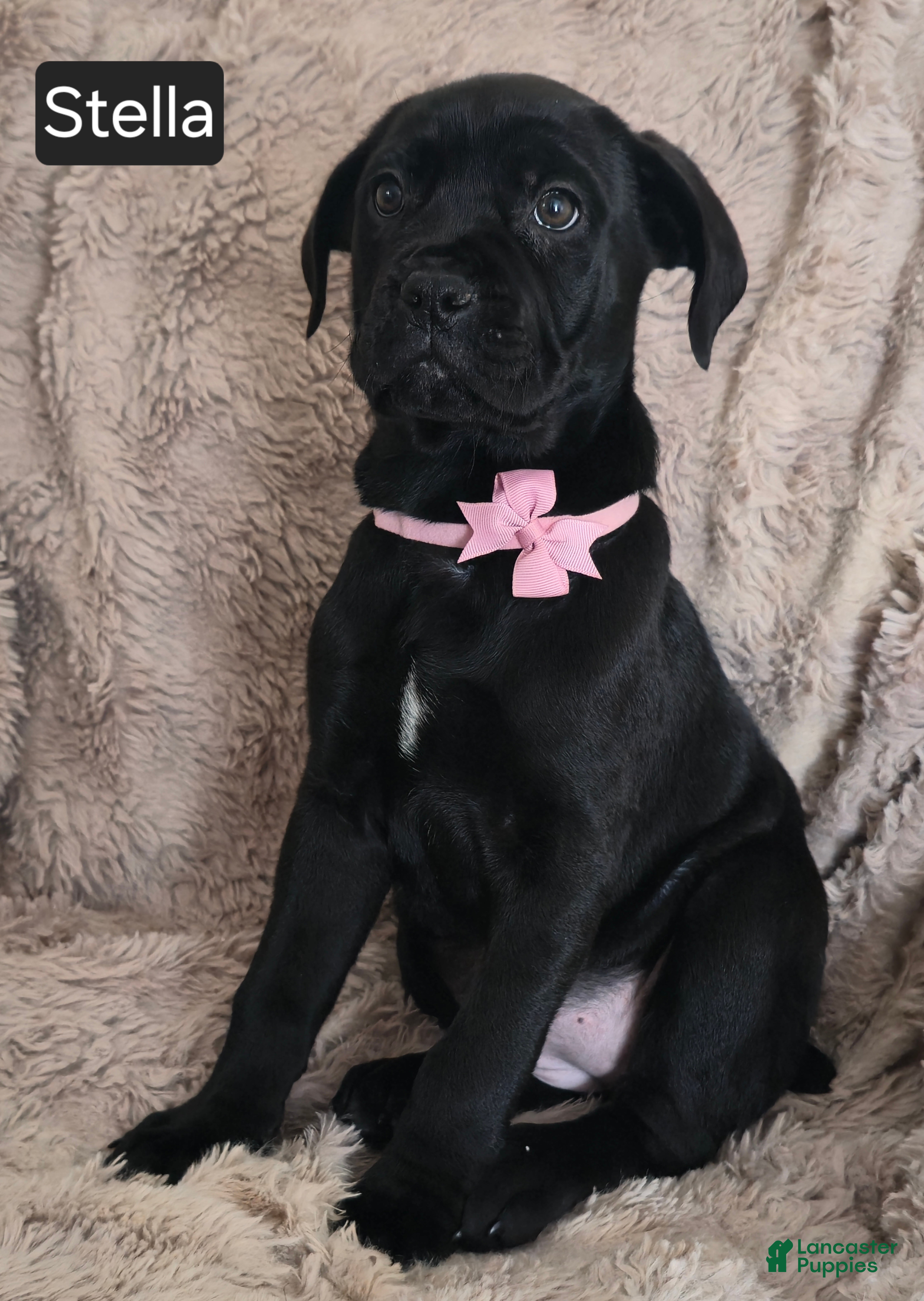 Cane Corso dogs Stella - Ad 8