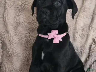 Cane Corso dogs Stella - Ad 8
