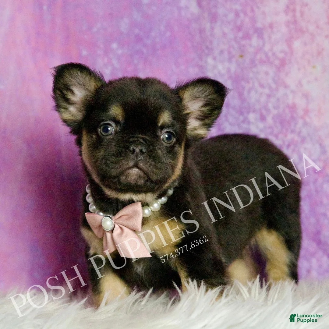 French Bulldog dogs for sale: Dove - Ad 4