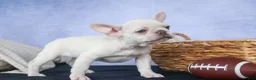 French Bulldog dogs for sale: 💕Jasmine  - Ad 11