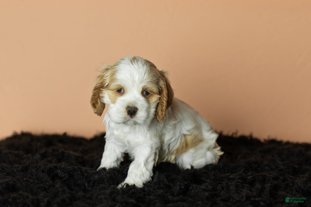Cocker Spaniel dogs for sale: Cleo - Ad 2
