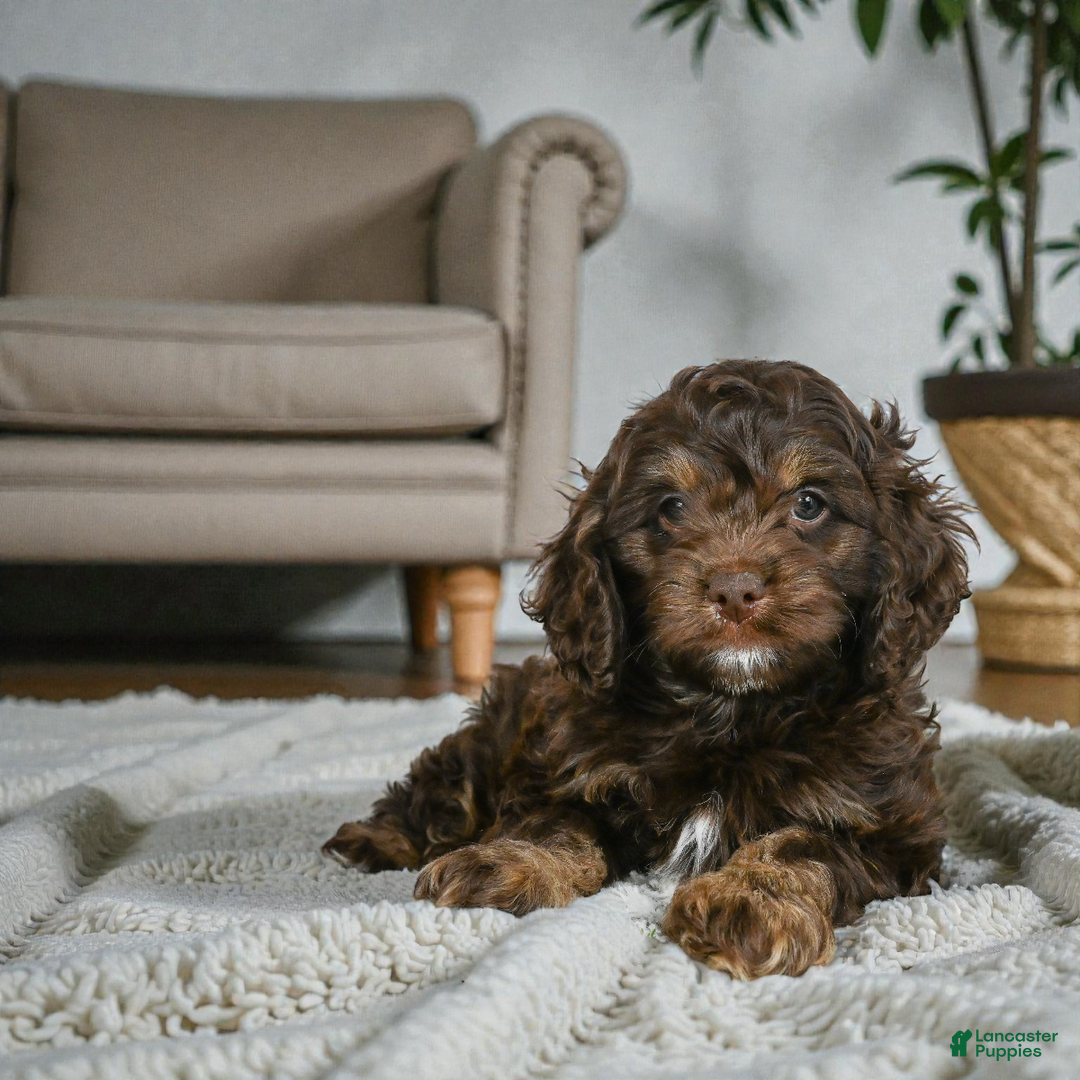 Cockapoo dogs for sale: Cooper - Ad 5