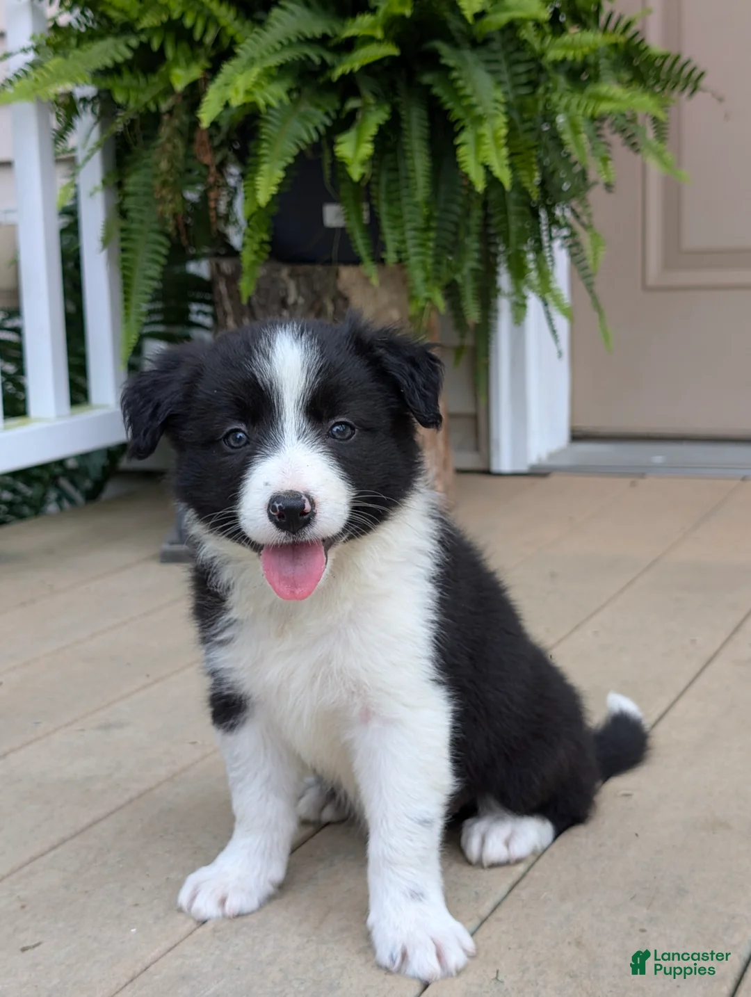 Border Collie dogs for sale: Tally - Ad 1