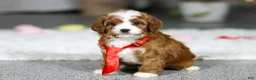 Cavapoo dogs for sale: Sammy - Ad 7
