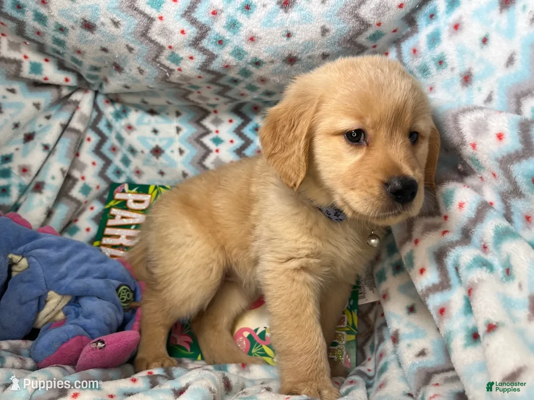 Golden Retriever dogs for sale: Lady Gya  - Ad 2