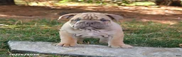 English Bulldog dogs for sale: Freedom - Ad 5