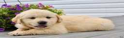 Golden Retriever dogs for sale: Ottis - Ad 5