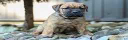 Beabull dogs for sale: Archie 🐶 - Ad 6