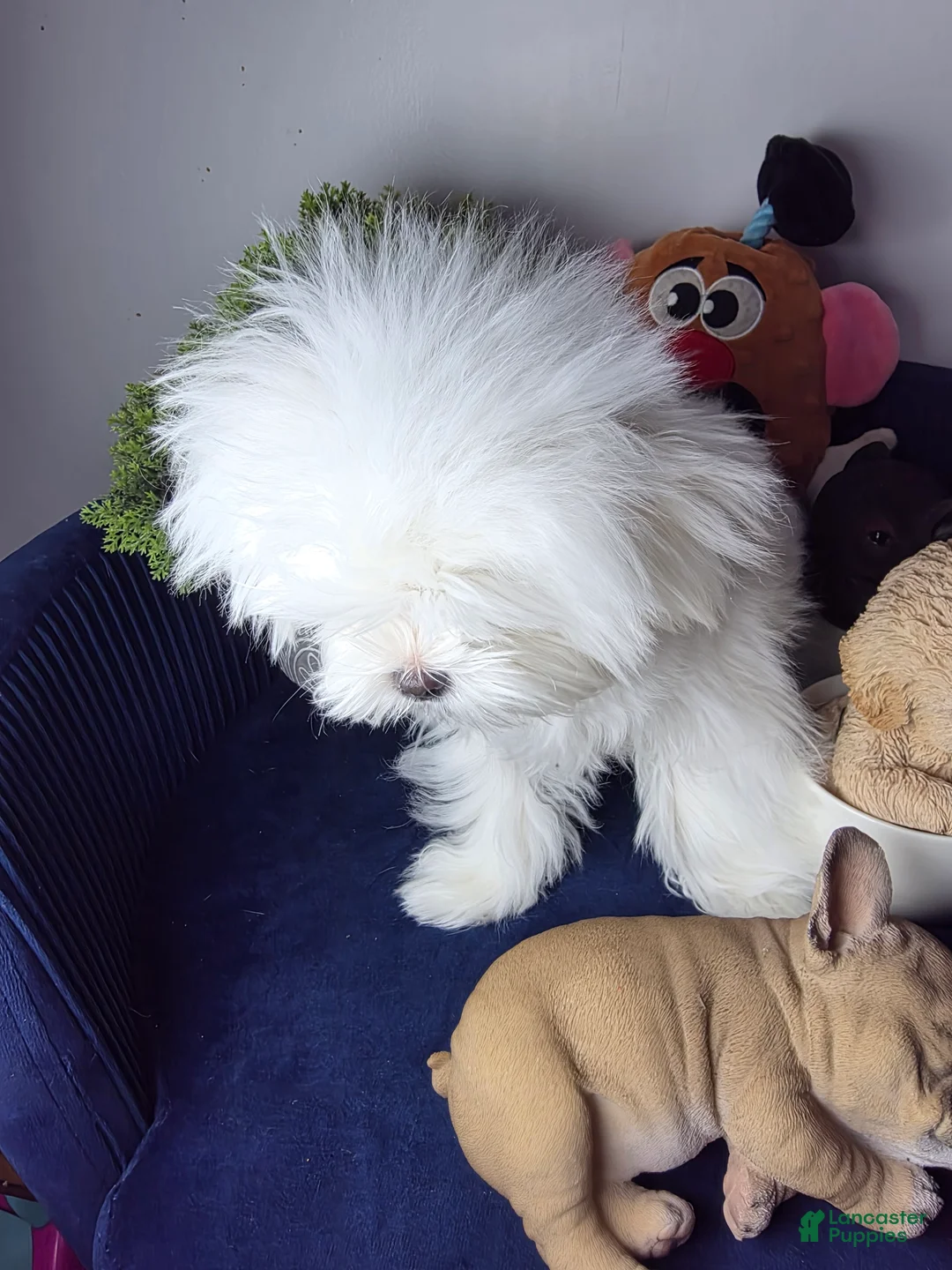 Maltese dogs for sale: Maltese felix - Ad 7