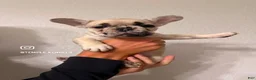 French Bulldog dogs for sale: Pearl - Ad 2