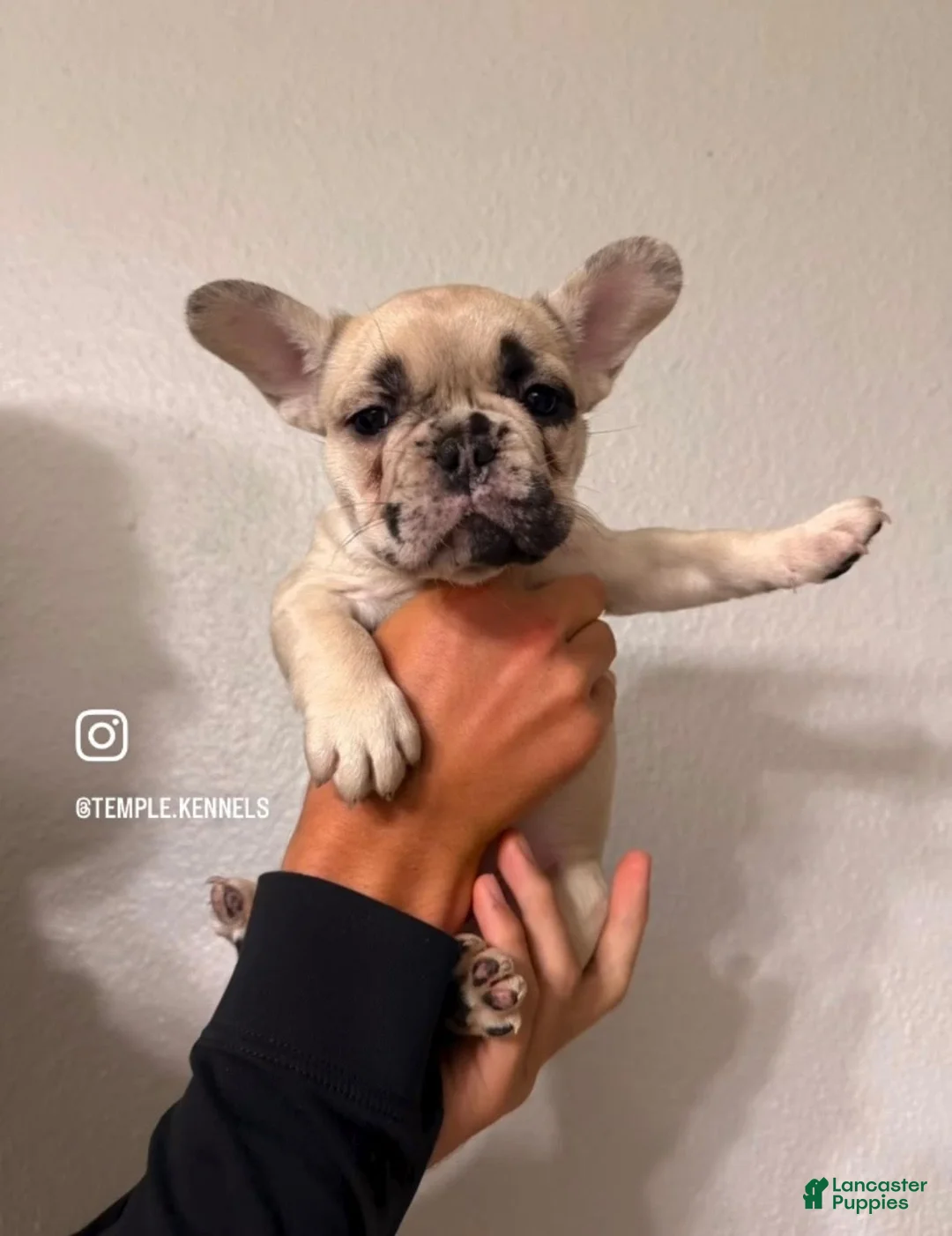 French Bulldog dogs for sale: Pearl - Ad 2