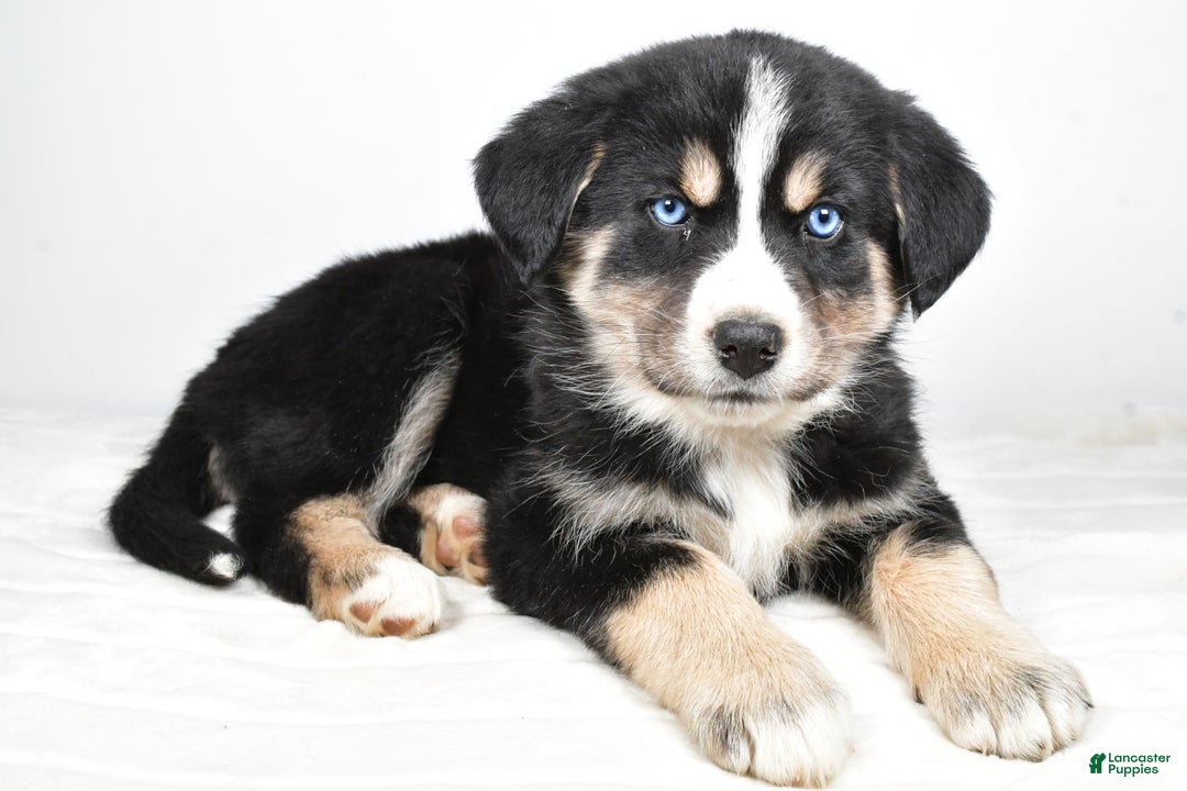 Mixed Breed dogs for sale: Piper - Ad 3