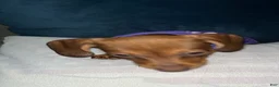 Dachshund dogs for sale: Dachshund Puppy 1 - Ad 8