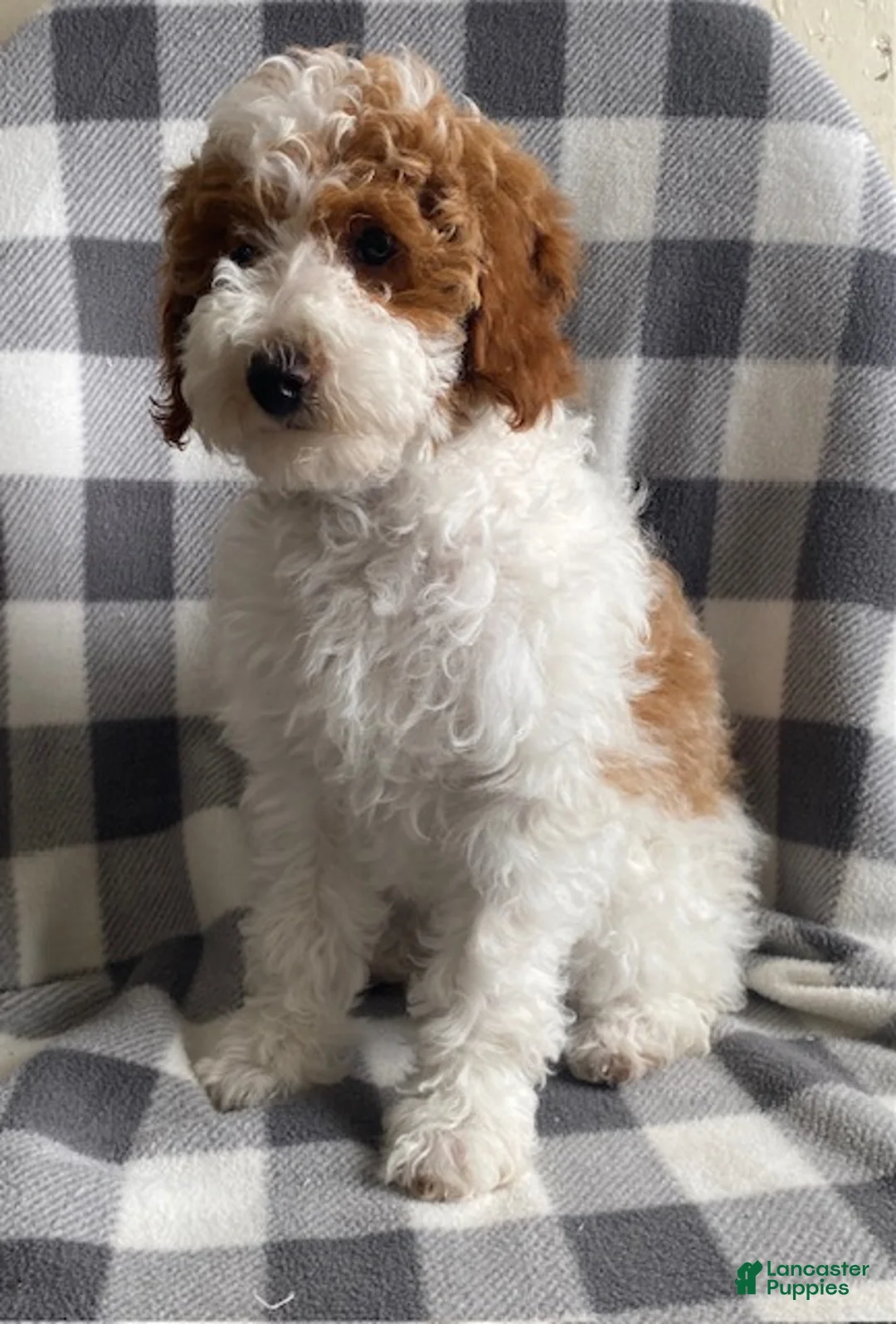 Miniature Poodle dogs for sale: Buttons - Ad 3