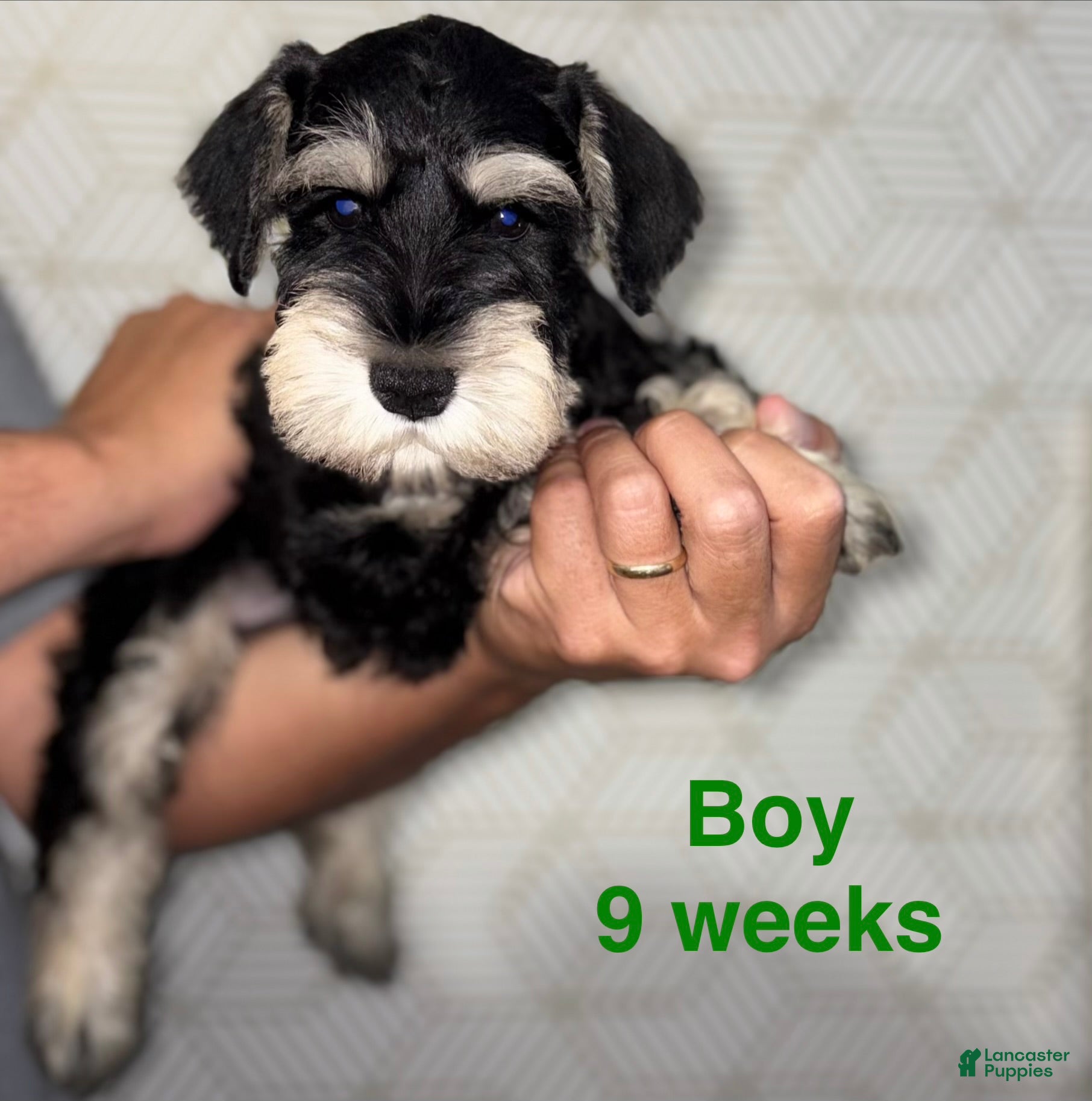 Miniature Schnauzer dogs Miniature Schnauzer 4 - Ad 1