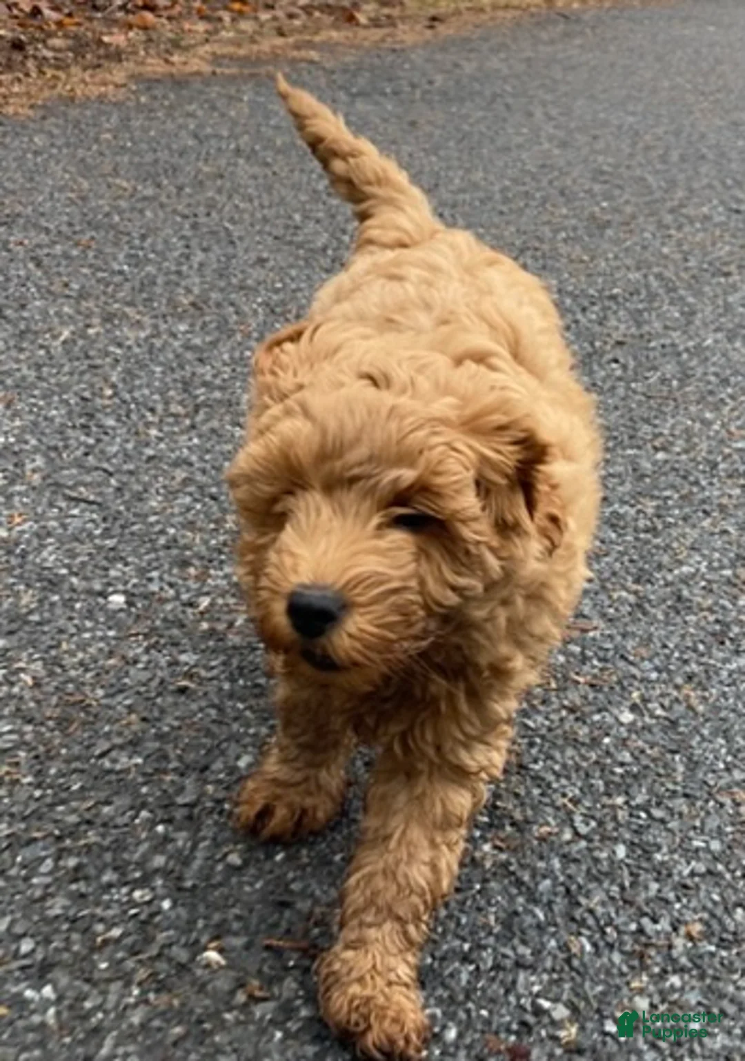 Labradoodle dogs for sale: Maverick - Ad 3
