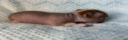 Chihuahua dogs for sale: Chihuahua Puppy 1 - Ad 9