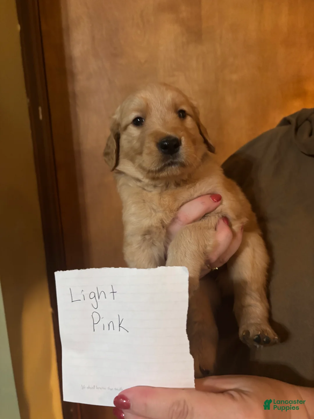 Golden Retriever dogs for sale: LT pink - Ad 1