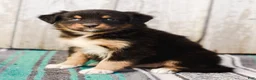 Australian Shepherd dogs for sale: Kimber - Ad 1