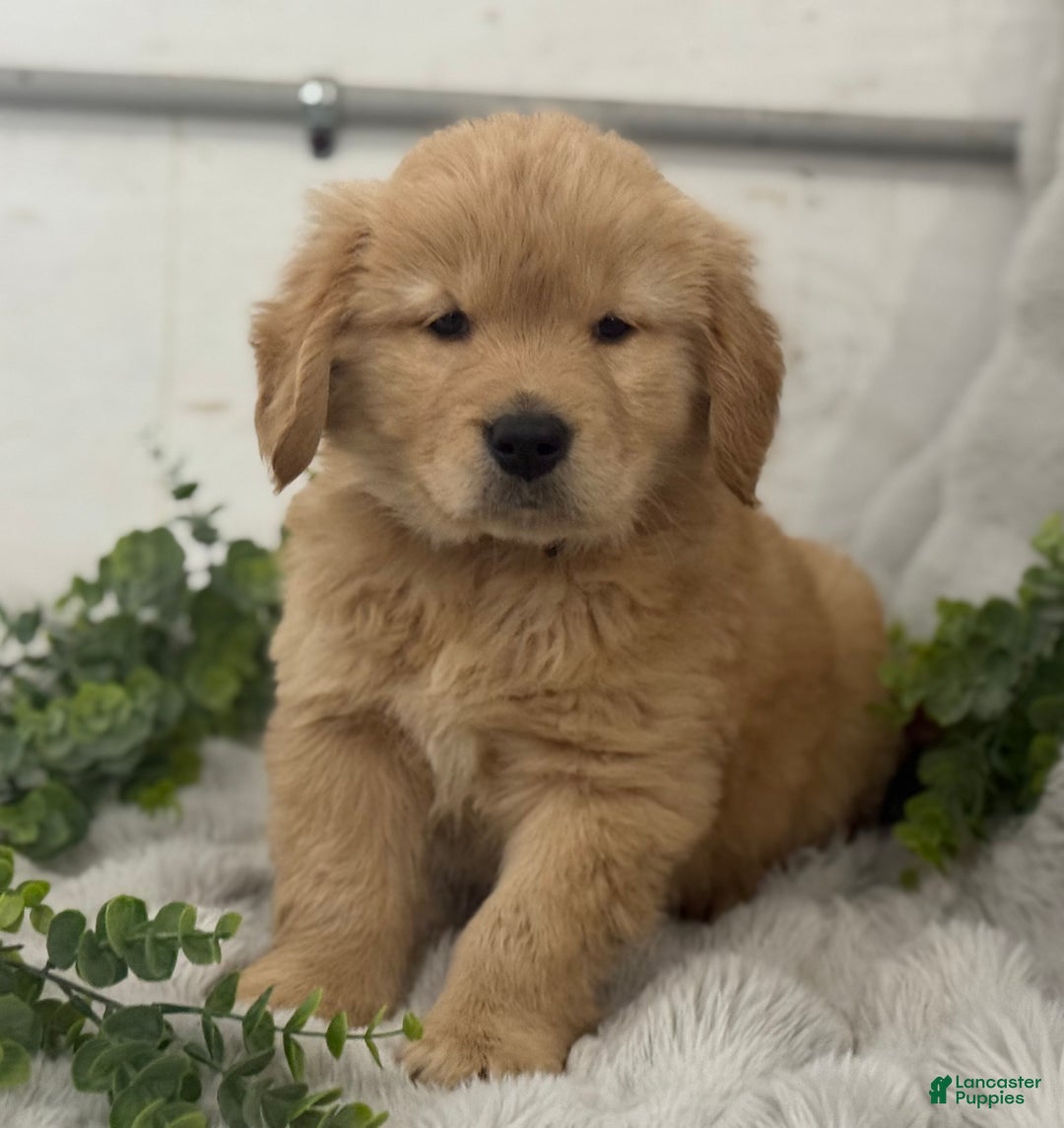 Golden Retriever dogs for sale: Snow Ball - Ad 11